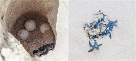 Sea Turtle Nesting Season 2015 | Sanibel Island