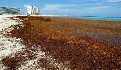 Sin Recursos Para Atender El Problema Del Sargazo En Caribe Mexicano