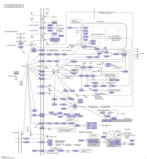 Kegg Pathway Alzheimer Disease