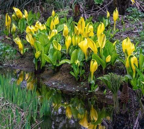 American Skunk Cabbage Environment Controls