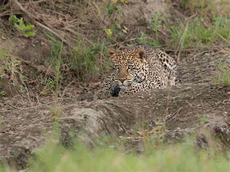 Wildlife Photography With The Nikon D810 And 400mm F28 Focusing On