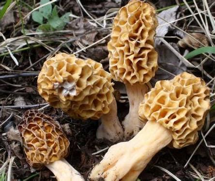 Morille - Champignon Morilles : ChampiWeb