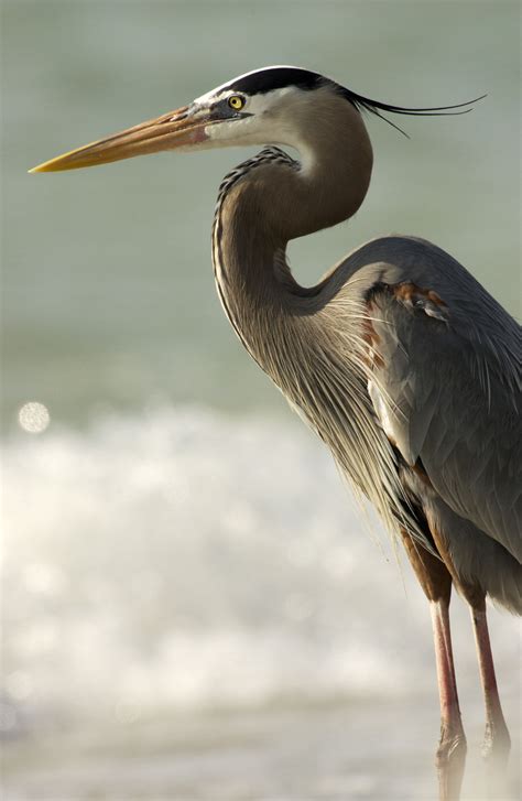 Great Blue Heron Owen Deutsch Photography