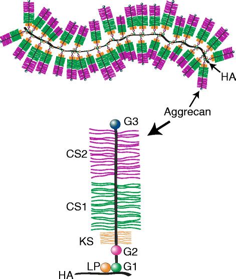 Proteoglycan Aggregate