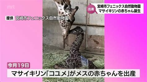 マサイキリンの赤ちゃんが誕生 今は大人の足ほどの背丈 宮崎市フェニックス自然動物園の飼育頭数は国内最多に Tbs News Dig