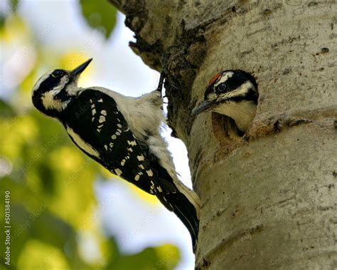 Baby Woodpecker