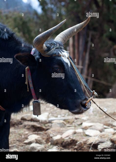 Yak Bell Hi Res Stock Photography And Images Alamy