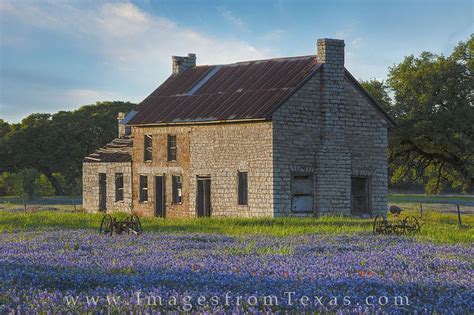 Bluebonnet Photos Texas Wildflower Photos Texas Bluebonnets