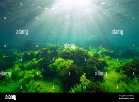 Green Algae With Sunlight Underwater Seascape In The Atlantic Ocean