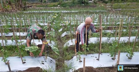 Wujudkan Ketahanan Pangan Yang Kuat Babinsa Aktif Lakukan Pendampingan