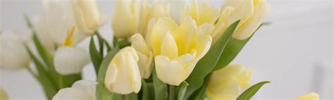 Yellow Tulip Flower Meaning