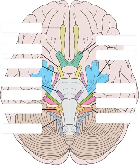 First 8 Cranial Nerves Diagram Quizlet