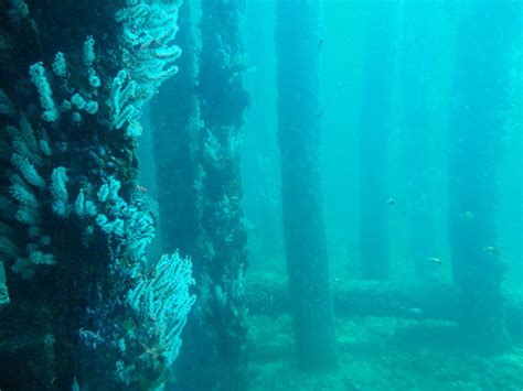 Unbelievable Submerged And Underwater Forests Around The World