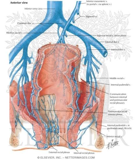 Veins Of Rectum And Anal Canal Venous Drainage Of Small And Large Intestine