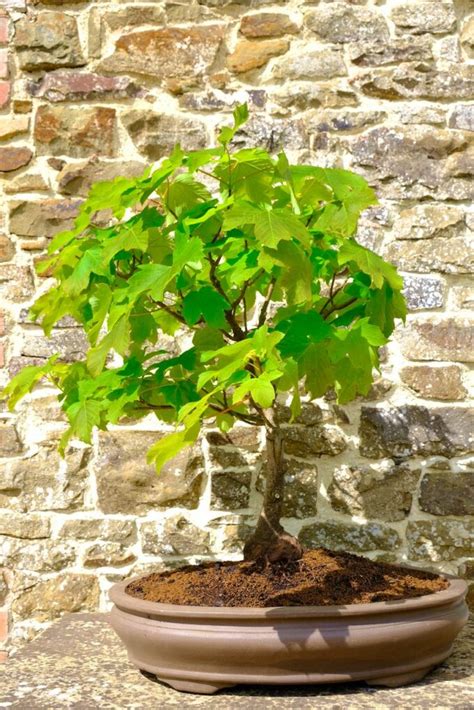 Huge Phenomenal Sycamore Acer Pseudoplatanus Bonsai 35 Years Old