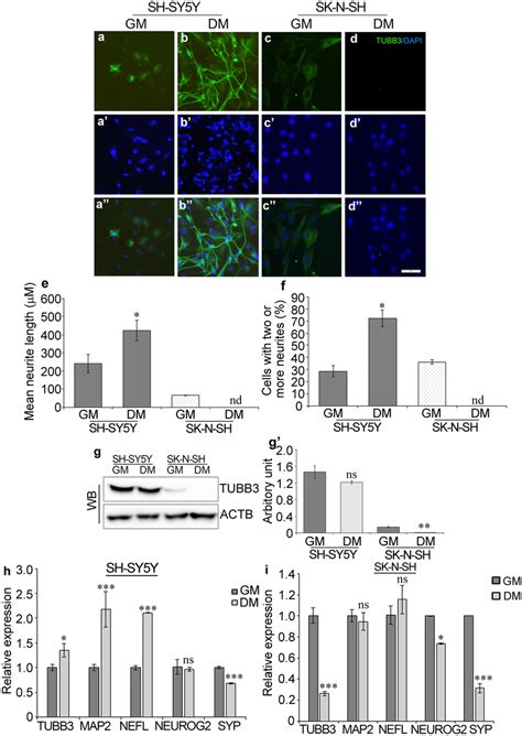 Retinoic Acid Unable To Induce Neuronal Differentiation In Sk N Sh