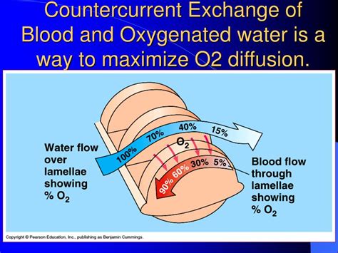 PPT Circulation And Gas Exchange PowerPoint Presentation Free