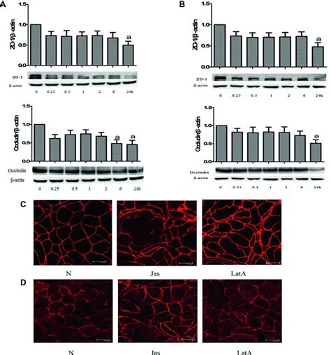 Frontiers Activation Of Cofilin Increases Intestinal Permeability Via