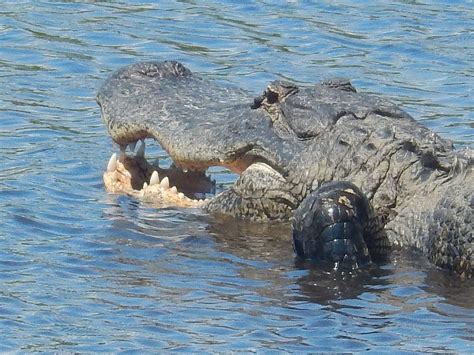 American Alligator Attacks