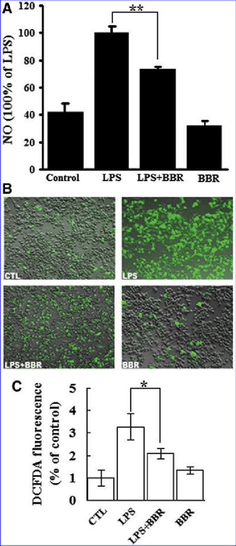 BBR Inhibited NO Release And ROS Production In LPS Stimulated