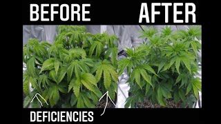 How To Grow Weed Plugtalk S Ep Magnesium Deficiency Solved