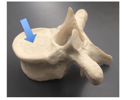 VERTEBRA STERNUM AND RIBS Flashcards Quizlet