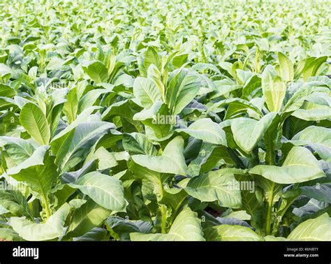 Tabak Ernten Fotos Und Bildmaterial In Hoher Aufl Sung Alamy