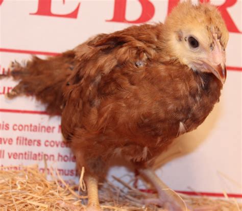 Murray Mcmurray Hatchery 4 Week Old Rhode Island Red