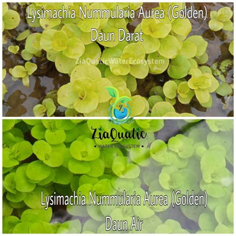 Jual Tanaman Aquascape Stemplant Lysimachia Nummularia Aurea Golden