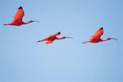 financial independence semi retire early money flamingo