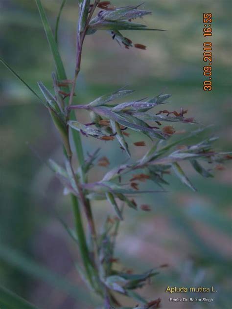 Medicinal Plants: Apluda mutica