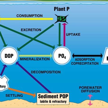 Nitrogen cycle in aquatic ecosystems. | Download Scientific Diagram