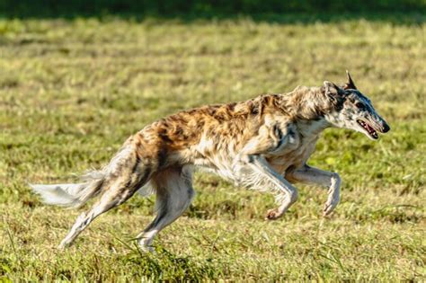 Premium Photo | Borzoi dog running and chasing lure on field