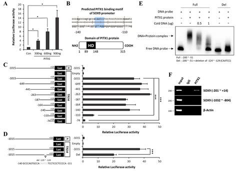 Pitx1 Activated The Sox9 Promoter Through A Unique Binding Motif A