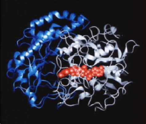 Glucose Oxidase Structure 18 Download Scientific Diagram