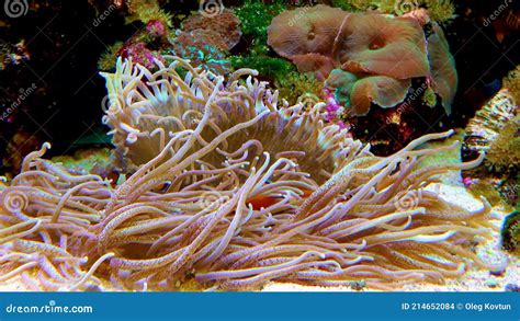 Male And Female Clown Fish Anemonefish Amphiprion Ocellaris Swim Among