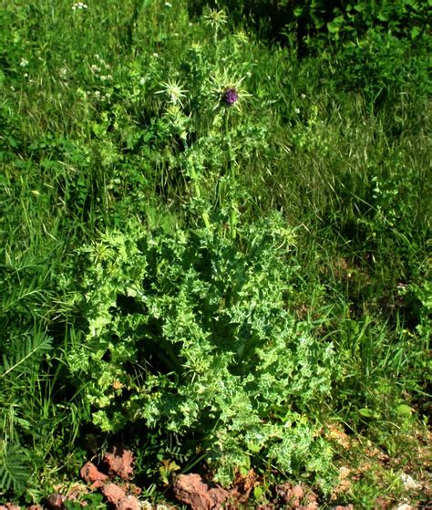 Gewöhnliche Mariendistel NGID1898226165 naturgucker de