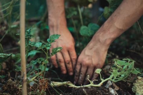 土用の日に土いじりや草むしりをしてしまった！ 対処法はある？（2ページ目）｜「マイナビウーマン」