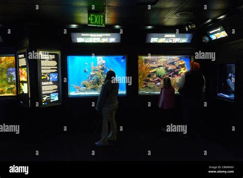 WASHINGTON DC, USA - Visitors in front of tanks and exhibits at the National Aquarium in ...