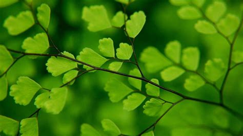 Green Leaves Wallpapers Top Những Hình Ảnh Đẹp