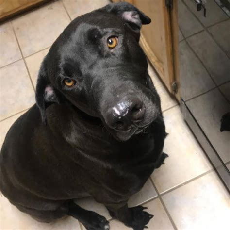 What Is A Great Dane And Labrador Retriever