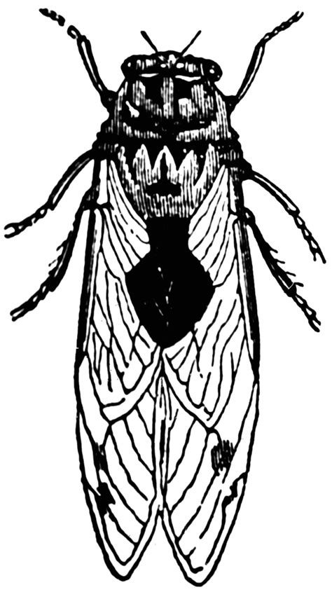 Cicada | ClipArt ETC