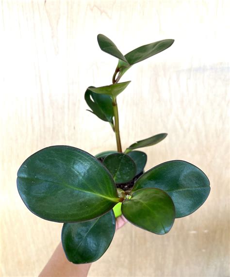 Red Margin Peperomia Peperomia Clusiifolia Var Obtusifolia Etsy