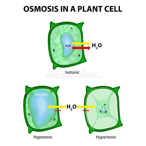 Osmosis In A Plant Types Of Tonicity Hypotonic 40 Off