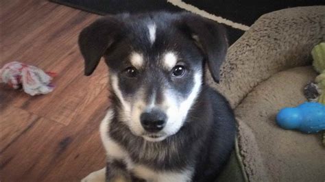 Border Collie Husky Mix Puppies | PETSIDI