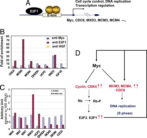 Global Mapping Of C Myc Binding Sites And Target Gene Networks In Human