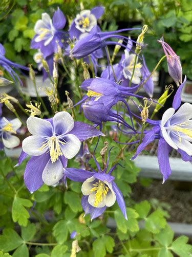 Aquilegia Earlybird Blue And White Columbine Plumline