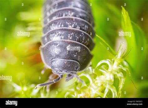 Common Pill Bug Armadillidium Vulgare Stock Photo Alamy