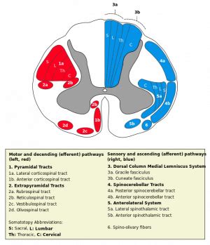 Vestibulospinal Tract - Physiopedia