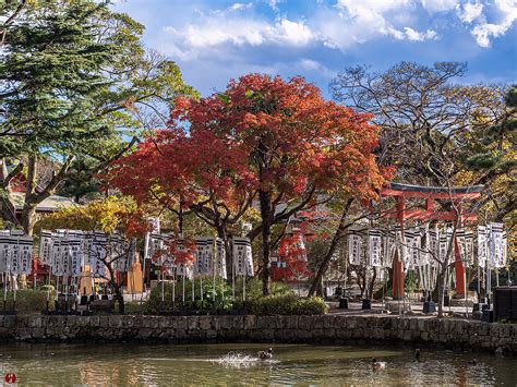 From The Garden Of Zen Autumn Leaves Tsurugaoka Hachimangu Hata Age